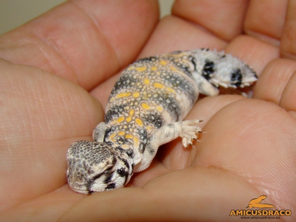 Uromastyx thomasi baby